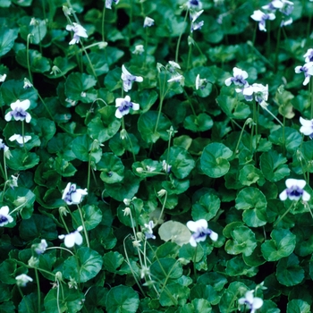 Viola hederacea