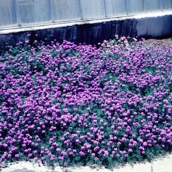 Verbena tenuisecta 