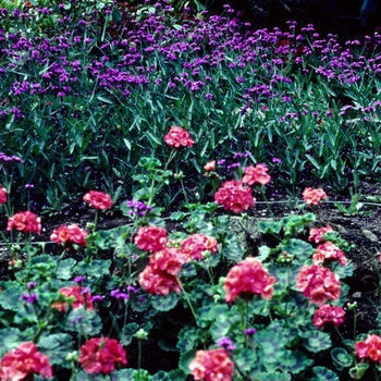 Verbena venosa 