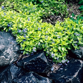 Veronica austriaca 'Aureum'