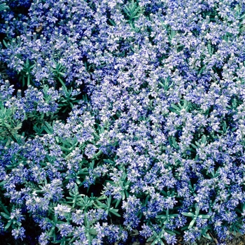 Veronica cinerea 