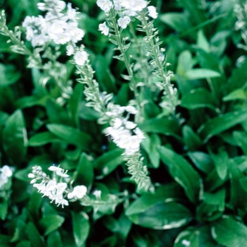 Veronica gentianoides 'Variegata'