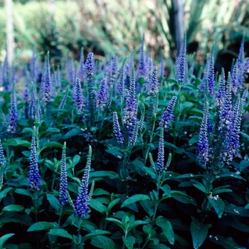 Veronica longifolia 'Blauriesin' 