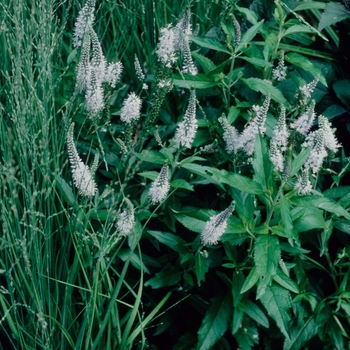 Veronica longifolia 'Lilac Fantasy' 