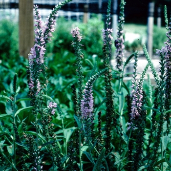 Veronica longifolia 'Rosalinde'