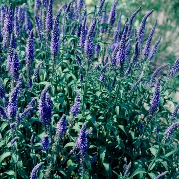 Veronica spicata 'Blue Fox'