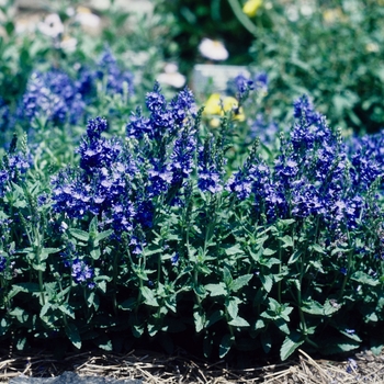 Veronica spicata 'Blue Spires'