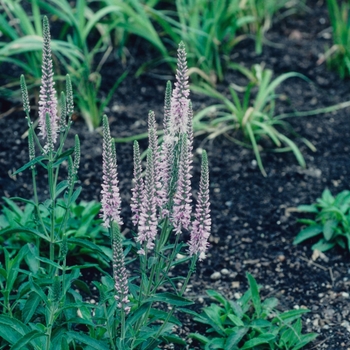 Veronica spicata 'Erika'