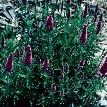 Veronica spicata 'Heidekind'