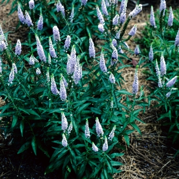 Veronica longifolia 'Lila Karina'