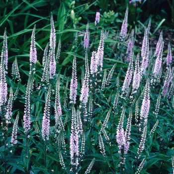 Veronica 'Pink Damask' 