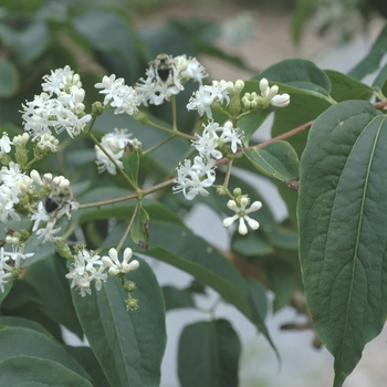 Heptacodium miconioides