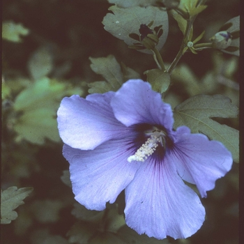 Hibiscus syriacus 'Bluebird' 