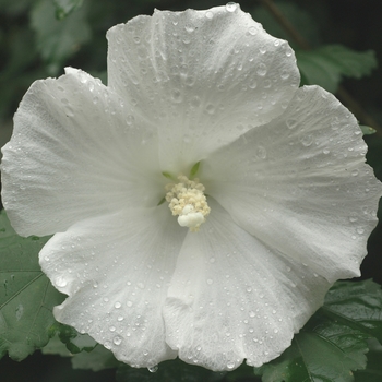 Hibiscus syriacus 'Diana' 