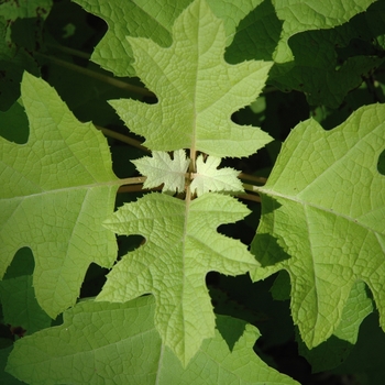 Hydrangea quercifolia 'Little Honey' 