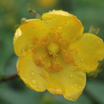 Hypericum 'Hidcote' 