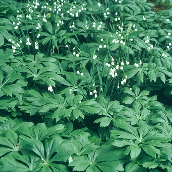 Leucojum aestivum 