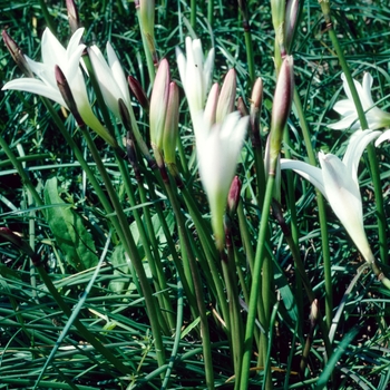 Zephyranthes atamasco 