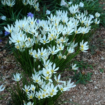 Zephyranthes candida 