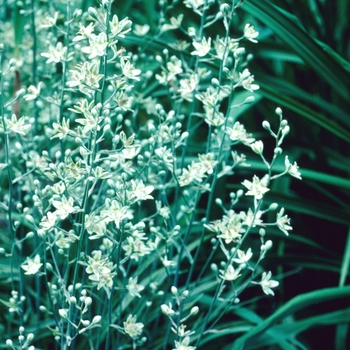 Zigadenus elegans 