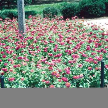 Zinnia elegans 'Cherry Ruffles'