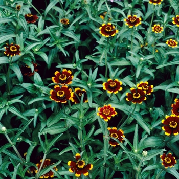 Zinnia elegans 'Chippendale'