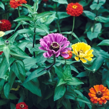 Zinnia elegans 'Dahlia Flowered Mix' 