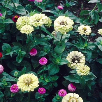 Zinnia elegans 'Envy'