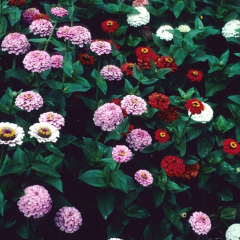 Zinnia elegans 'Oklahoma Mix'