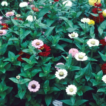 Zinnia elegans 'Ruffles Mix'