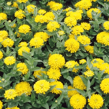 Zinnia elegans 'Peter Pan Gold'