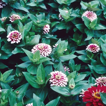 Zinnia elegans Swizzle™ 'Cherry and Ivory'