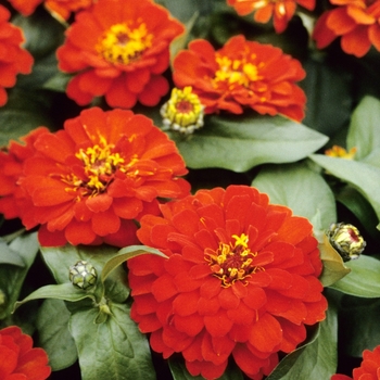 Zinnia elegans 'Red Sun' 