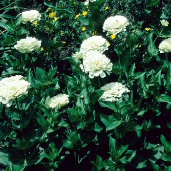 Zinnia elegans 'Silver Sun'