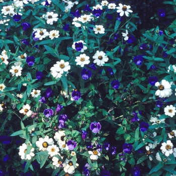 Zinnia linearis 'White' 