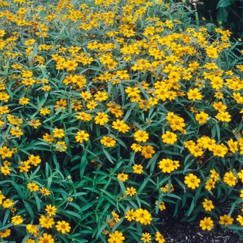 Zinnia linearis 'Classic'