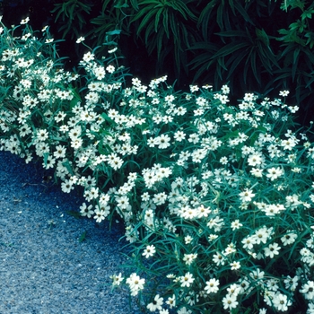 Zinnia linearis 'White Star' 