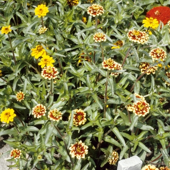 Zinnia haageana 