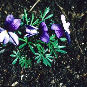 Viola pedata 'Artist's Palette' 