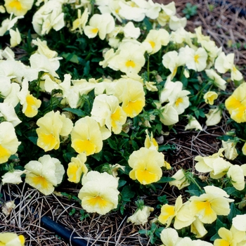 Viola x wittrockiana 'Clear Sky Primrose' 