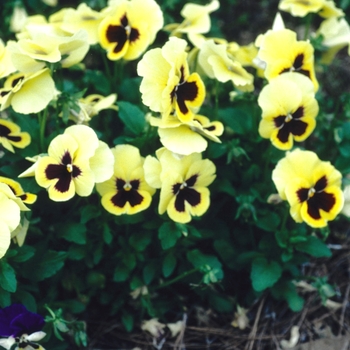 Viola x wittrockiana 'Fama Dark-Eyed Lemon' 