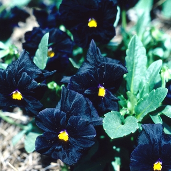 Viola x wittrockiana 'Holland Giants Black' 