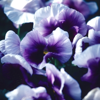 Viola x wittrockiana 'Imperial Frosty Rose' 