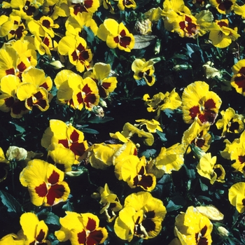 Viola x wittrockiana 'Regal Yellow/Red with Blotch' 