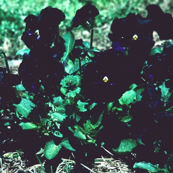 Viola x wittrockiana 'Springtime Black' 