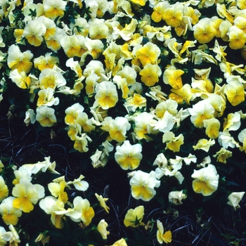 Viola x wittrockiana 'Yellow Beacon' 