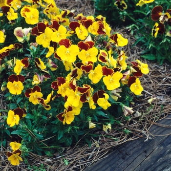 Viola x wittrockiana 'Wink Red and Yellow' 