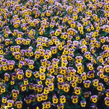 Viola x wittrockiana 'Bilbo Baggins' 