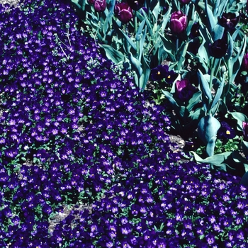 Viola x wittrockiana 'Purple Duet' 