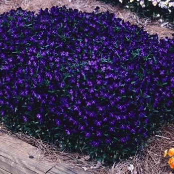 Viola x wittrockiana 'Black Duet' 